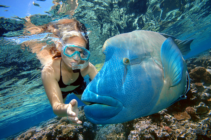 JPG Whitsundays is home to blue pearl bay. Garut Swiss Van Java Blue Pearl Bay Australia