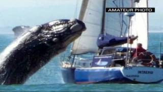 23+ Amazing Boat Hits Whale&nbsp;Tour