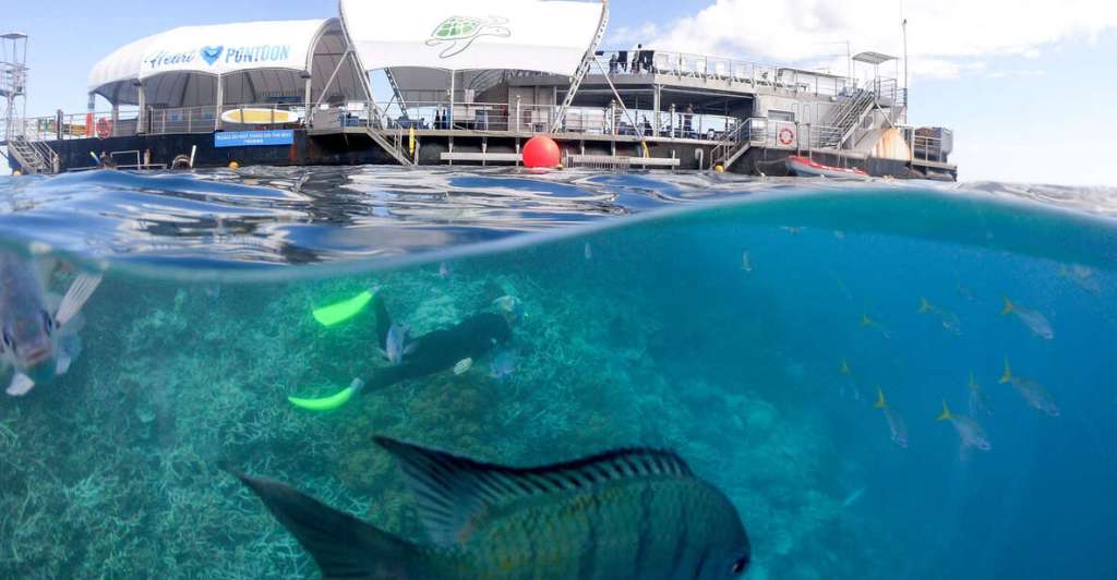 16+ Top Cruise Whitsundays Great Barrier Reef Adventure&nbsp;Excursion